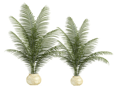 Areca palm slaapkamerplant